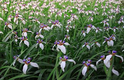 脑洞大开的联动！日本开卖吃豆人肉夹馍